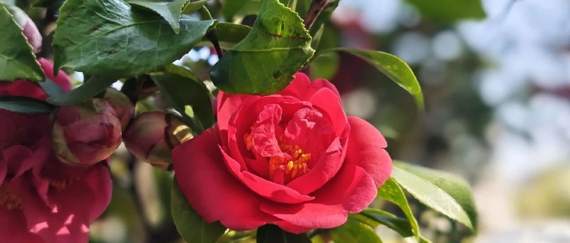 Featured image of post 红了一点点