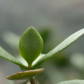 降息